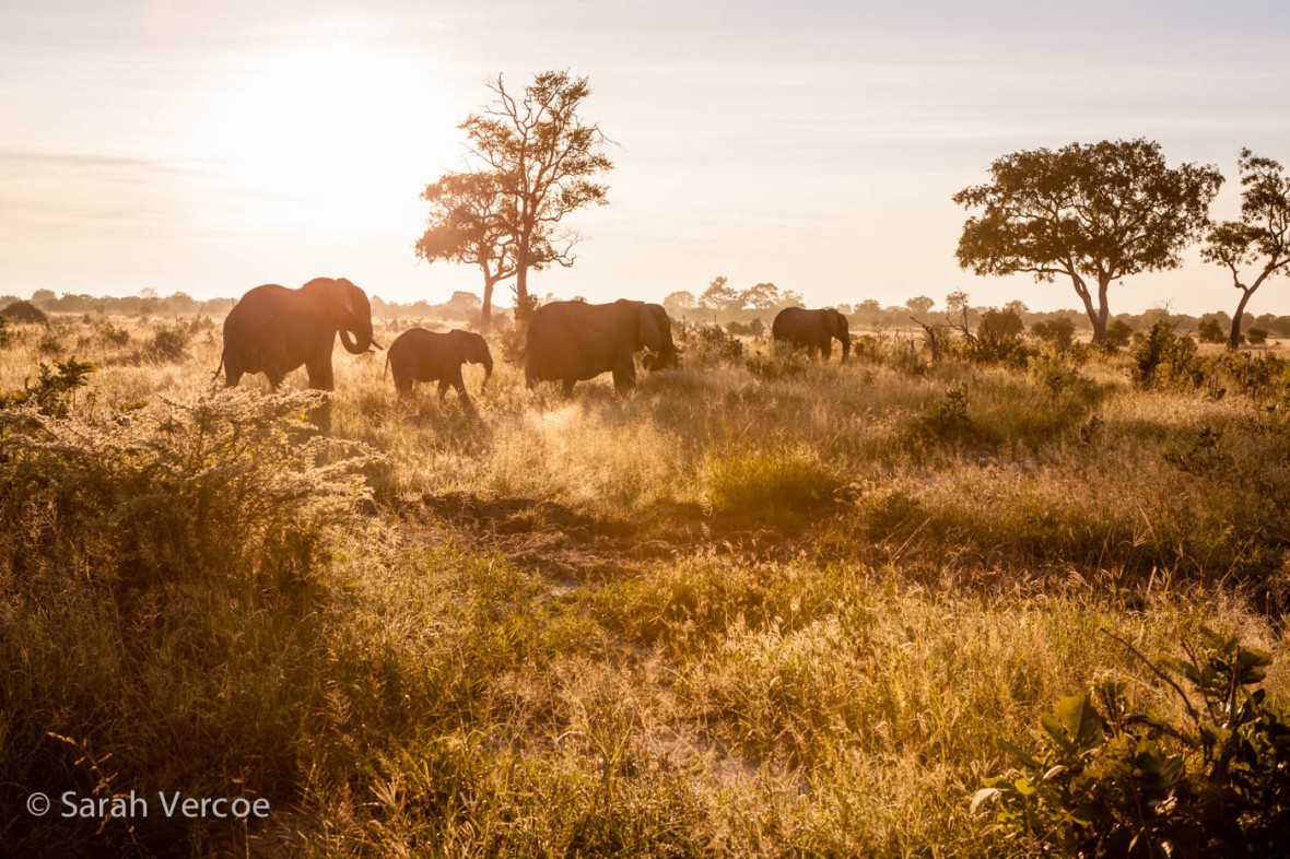 Africa Part II – Chobe National Park – Photo Tips + Travel Inspiration1180 x 786